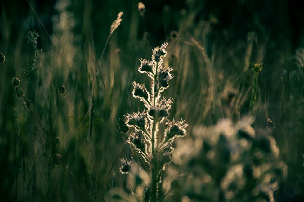 Backlit plant stem in a field, surrounded by tall grasses at sunset.