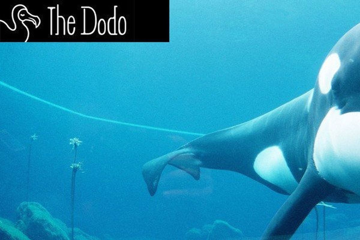 For the love of animals: The Dodo's story of distributed content success