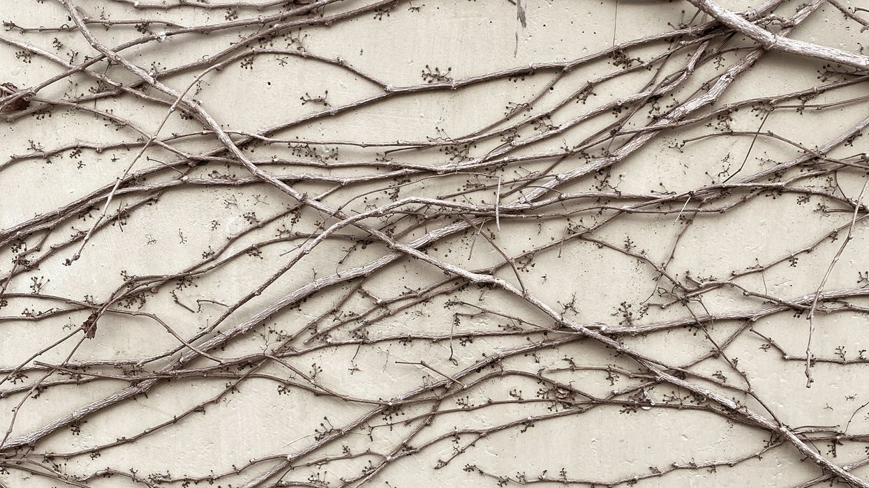 old vines climbing a white wall