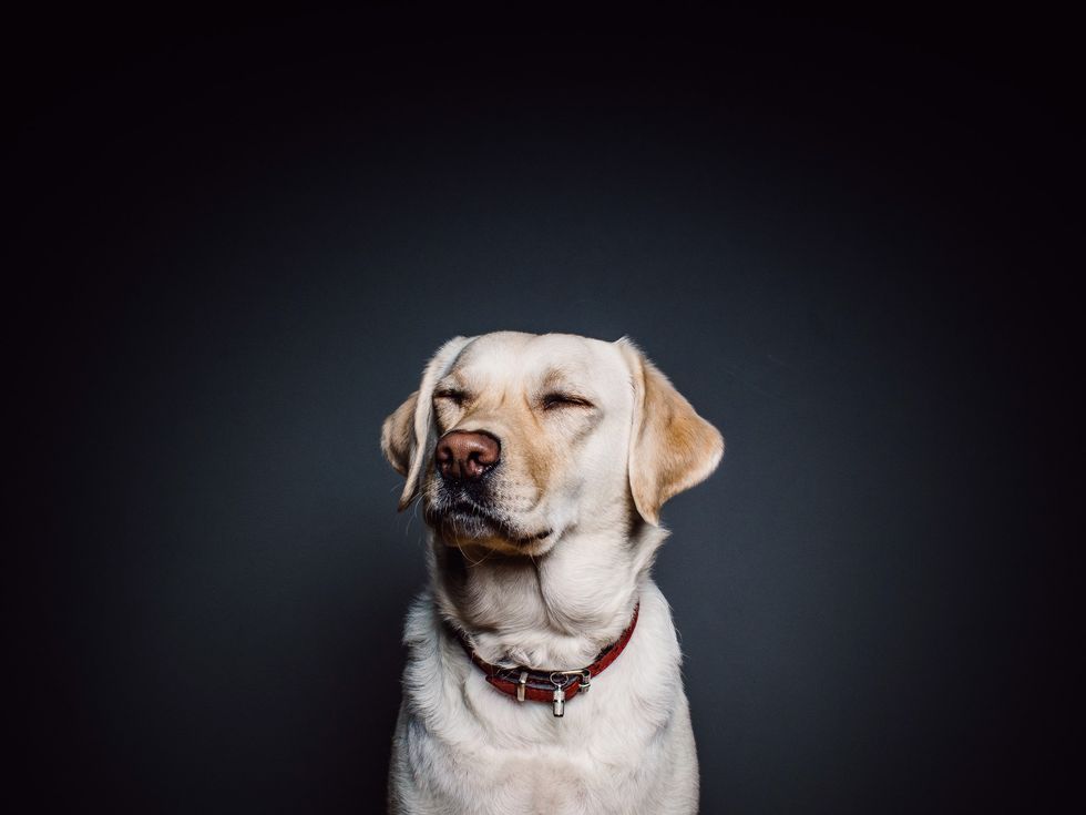 Picture of a labrador not looking at the camera over black background