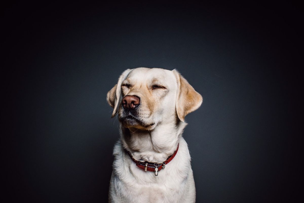 Picture of a labrador not looking at the camera over black background