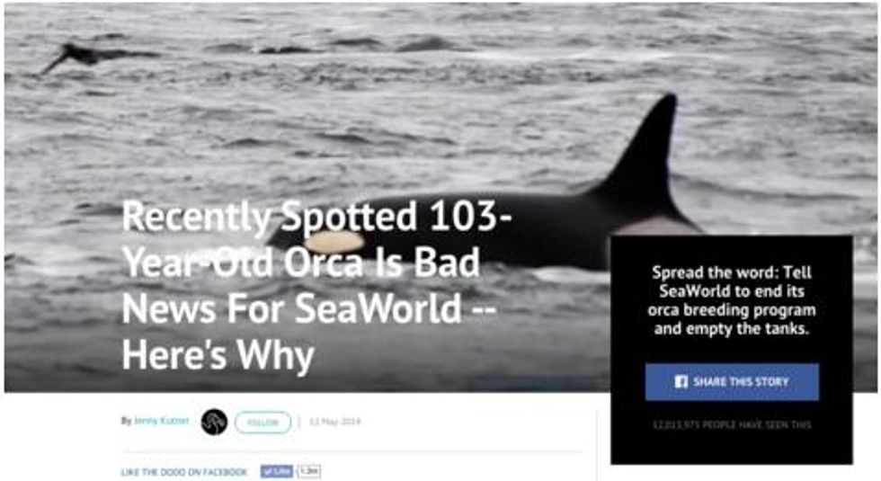Screenshot of "Recently Spotted 103-Year-Old Orca Is Bad News For SeaWorld" article from The Dodo