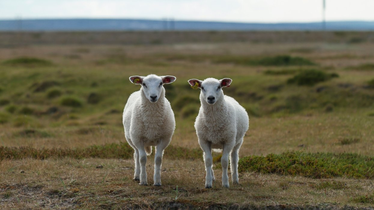 Two sheep standing on a grassy plain under a cloudy sky.